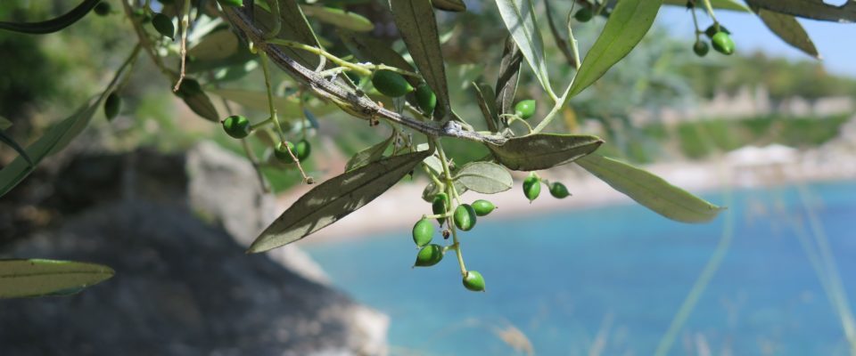 Olive Oil 3