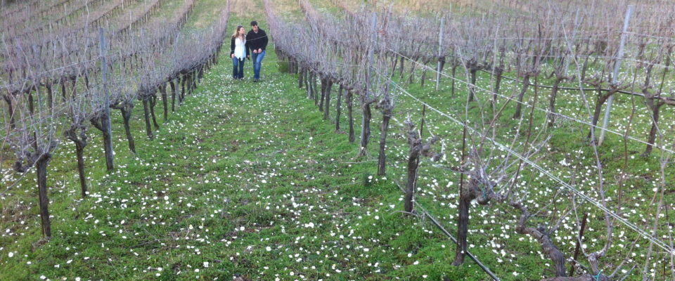 Vineyards-Syrah