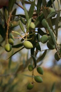 Olive Oil 1.