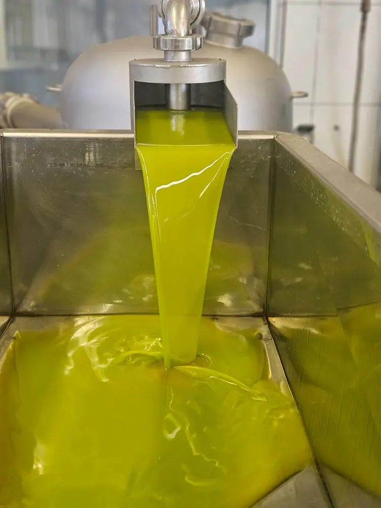 lacules_olivenoel_pressung_5535 LACULES Olivenöl Pressung